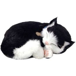 gato-preto-e-branco